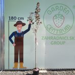 Sakura ozdobná (Prunus serrulata) ´ROYAL BURGUNDY´ - výška 250-270 cm, obvod kmeňa: 4/6 cm, kont. C7.5L - NA KMIENKU